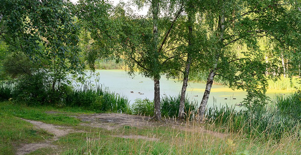 Grassy overgrown property at the edge of a pond.